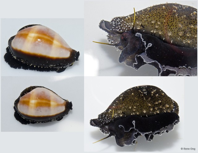 Erronea onyx
