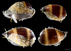 Erronea onyx • © Rene Ong • All Rights Reserved