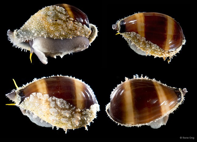 Erronea onyx