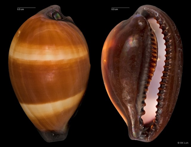 Erronea onyx • © RK Loh • All Rights Reserved