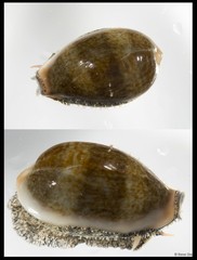 Erronea ovum • © Rene Ong • All Rights Reserved