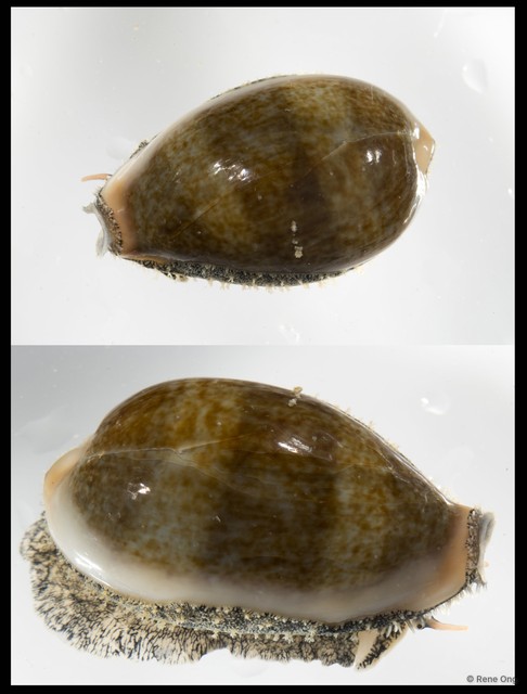 Erronea ovum