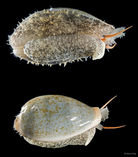 Erronea ovum