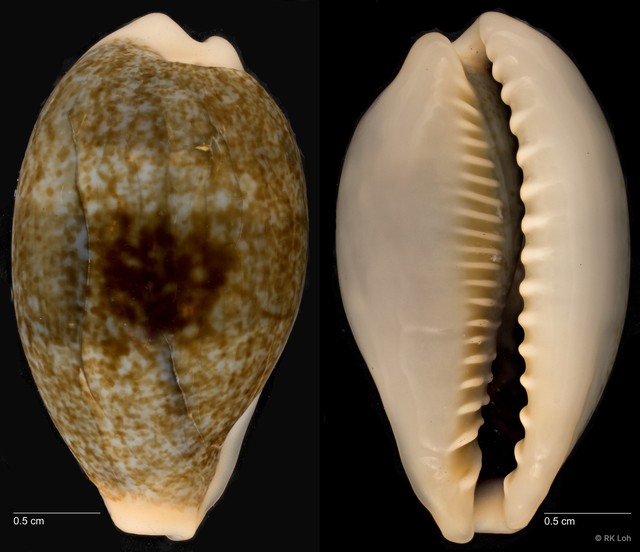 Erronea ovum • © RK Loh • All Rights Reserved