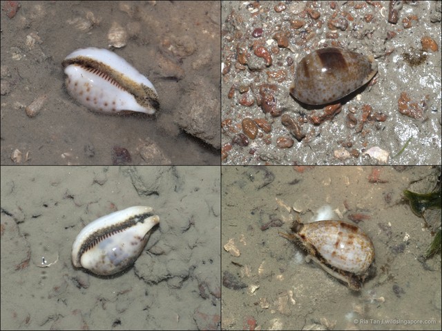 Erronea pyriformis