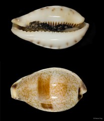 Erronea pyriformis • © Rene Ong • All Rights Reserved