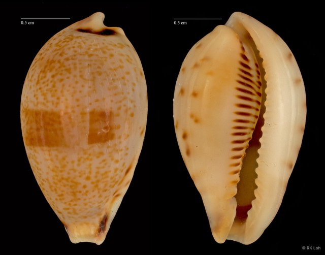 Erronea pyriformis • © RK Loh • All Rights Reserved