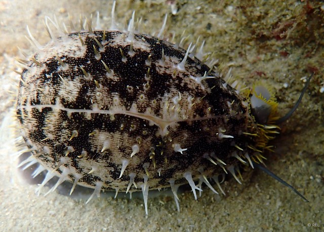 Mauritia arabica