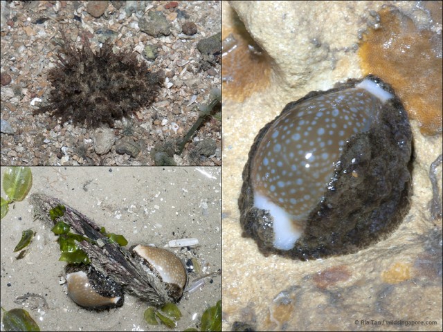Naria miliaris