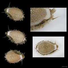 Naria miliaris • © Rene Ong • All Rights Reserved