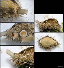 Naria miliaris • © Rene Ong • All Rights Reserved