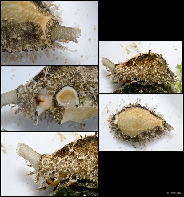 Naria miliaris