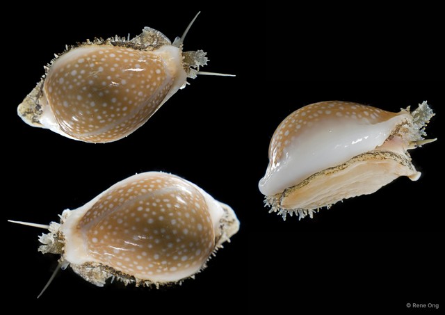 Naria miliaris