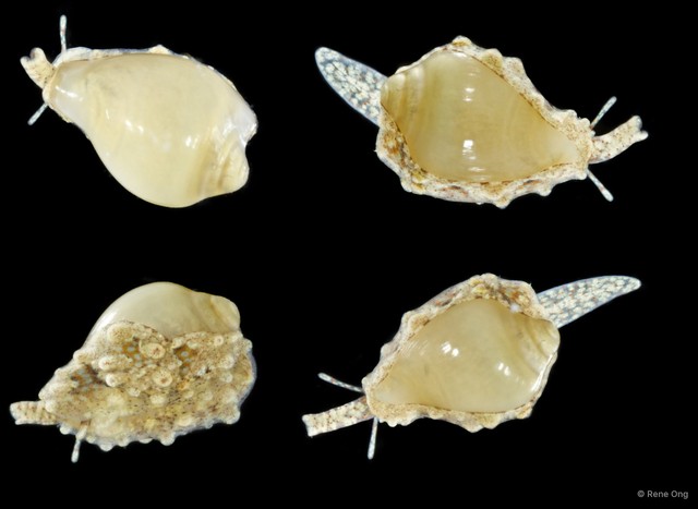 Alaerato angistoma