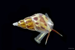 Eulimidae sp. "6"