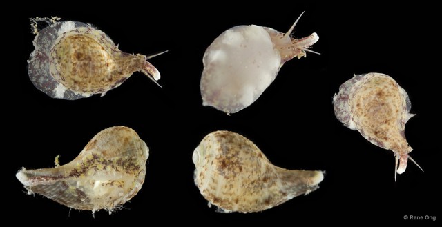 Ficidae sp. "Fig snail 1" • © Rene Ong • All Rights Reserved