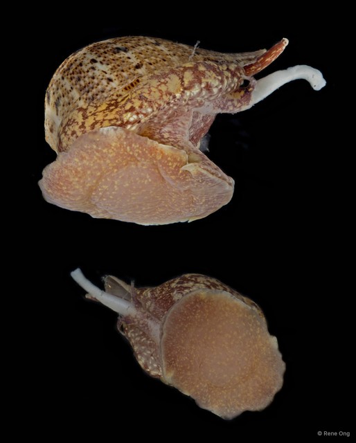 Ficidae sp. "Fig snail 2" • © Rene Ong • All Rights Reserved