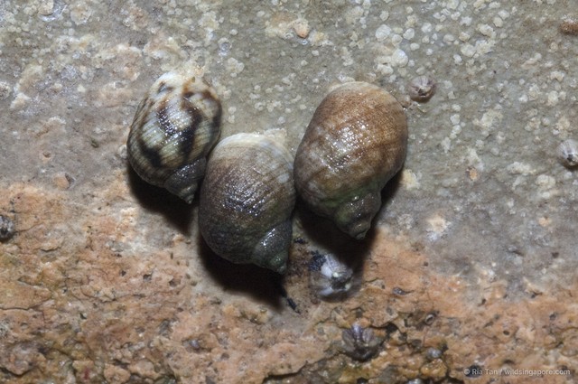 Echinolittorina sp. "05f9ef8b" • © Ria Tan • All Rights Reserved