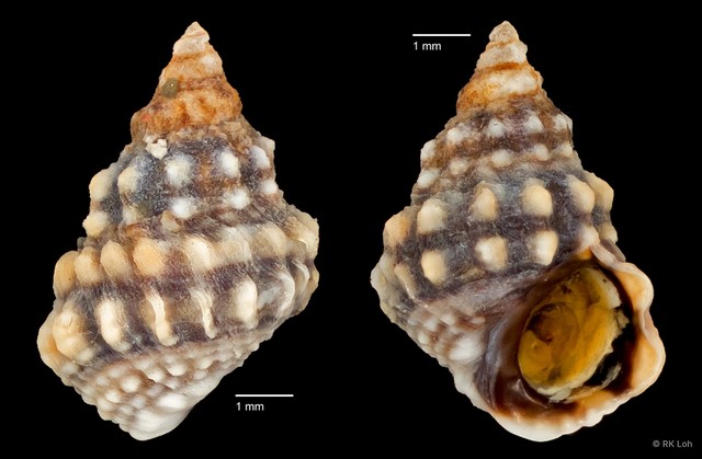 Echinolittorina malaccana • © RK Loh • All Rights Reserved