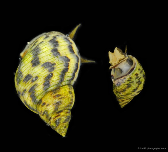 Littoraria sp. "articulata/strigata" • © CMBS photography team • All Rights Reserved