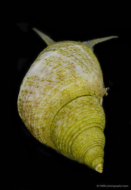 Littoraria sp. "b711f7ac" • © CMBS photography team • All Rights Reserved