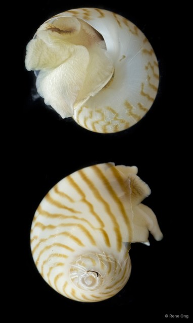 Naticidae sp. "SEA-6652" • © Rene Ong • All Rights Reserved