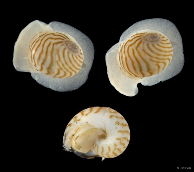 Naticidae sp. "SEA-7118" • © Rene Ong • All Rights Reserved