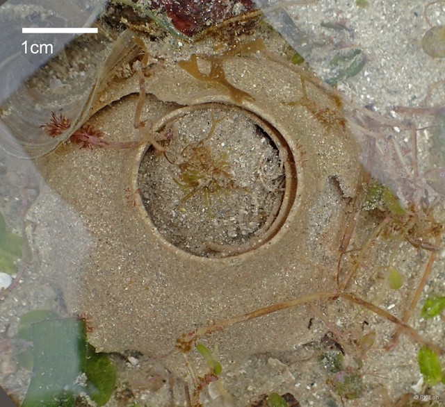 Mammilla melanostoma