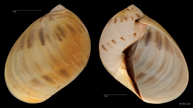 Mammilla melanostoma • © RK Loh • All Rights Reserved