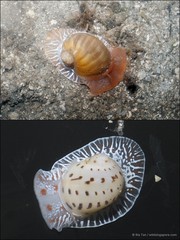 Naticarius onca • © Ria Tan • All Rights Reserved