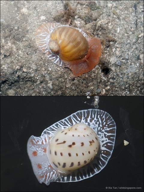Naticarius onca