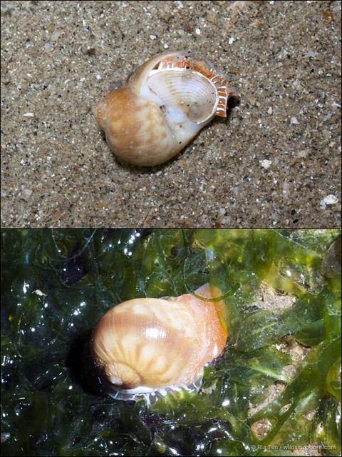 Naticarius zonalis