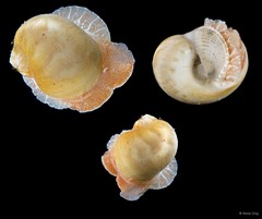 Naticarius zonalis • © Rene Ong • All Rights Reserved
