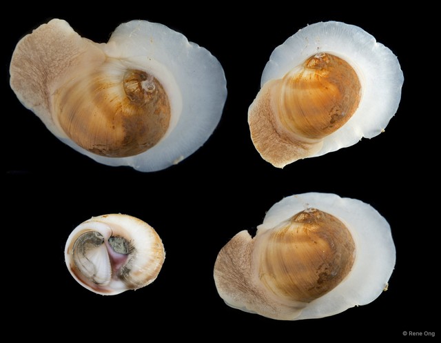 Naticarius zonalis