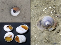 Neverita didyma