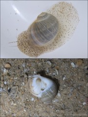 Notocochlis gualteriana • © Ria Tan • All Rights Reserved