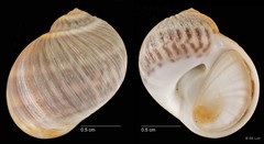 Notocochlis gualteriana • © RK Loh • All Rights Reserved