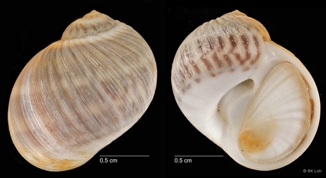 Notocochlis gualteriana