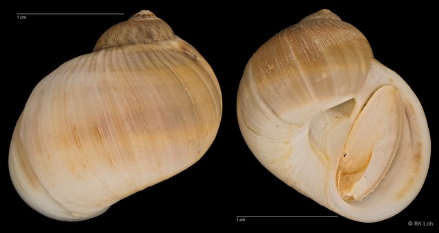 Notocochlis gualteriana