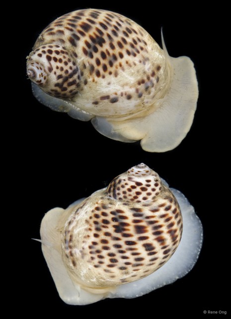 Paratectonatica tigrina