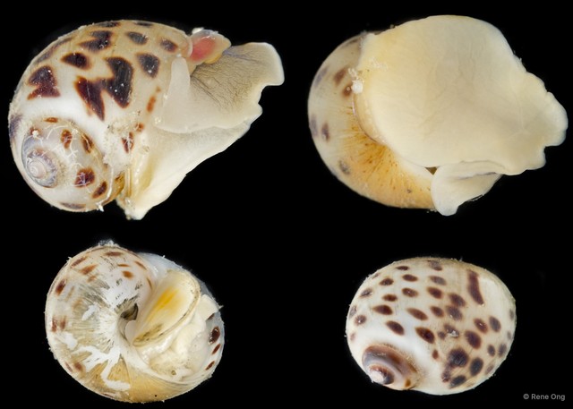 Paratectonatica tigrina