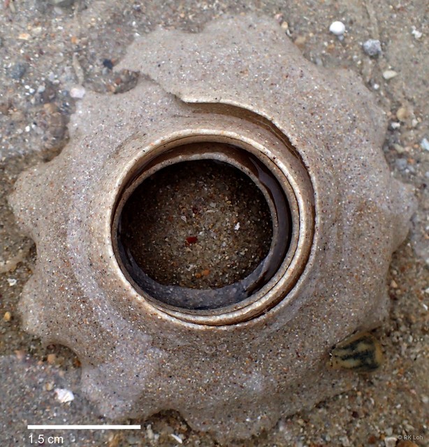 Polinices albumen