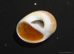 Polinices albumen • © Ria Tan • All Rights Reserved