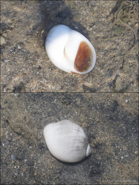 Polinices mammilla