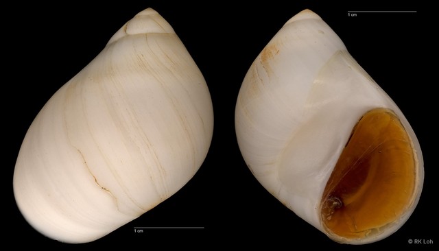 Polinices mammilla • © RK Loh • All Rights Reserved