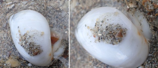 Polinices mammilla