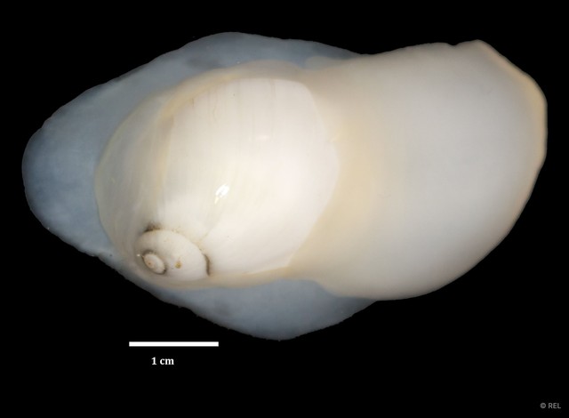 Polinices mammilla