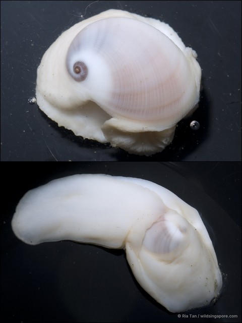 Sinum sp. "05f9efc7" • © Ria Tan • All Rights Reserved