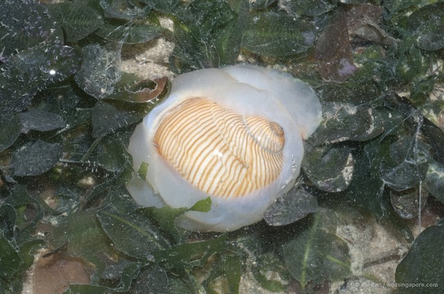 Tanea lineata