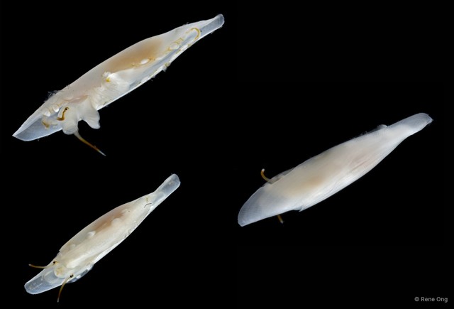 Ovulidae sp. "2" • © Rene Ong • All Rights Reserved